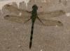 280544 – Photo : Bernard Perthuis – Guyane française